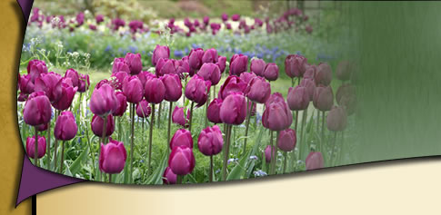 Liberty Community Christian Church LC3